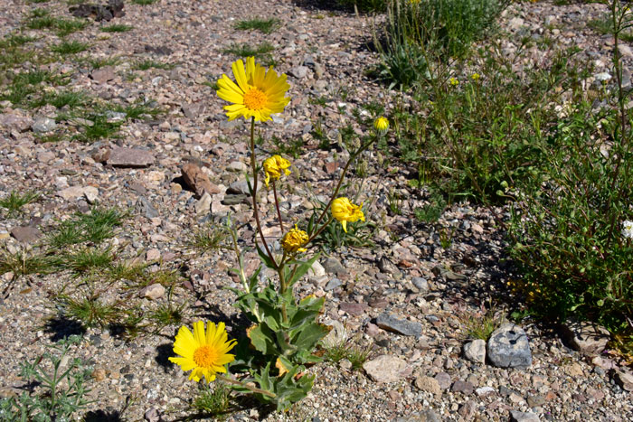 Hairy Desertsunflower may be in large numbers or a few individuals in direct proportion to rainfall. In dry years, Hairy Desertsunflower may bloom at 2 or 3 inches tall while in wet years these plants may reach 30 inches or more. Geraea canescens